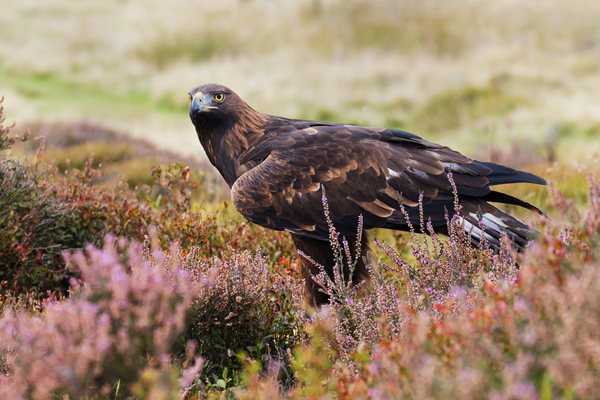 Shutterstock_GoldenEagle